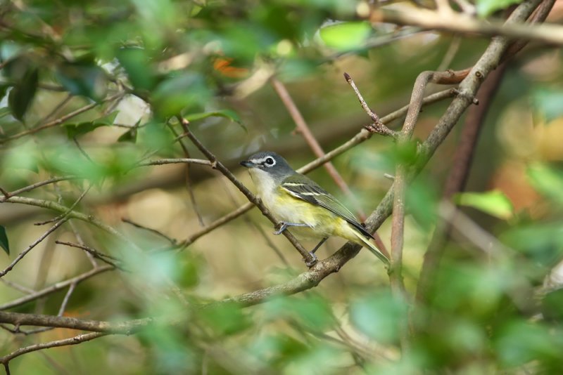 Blue-headed Vireo