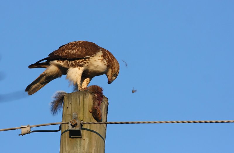 Red-tailed Hawk eating a squirrel
