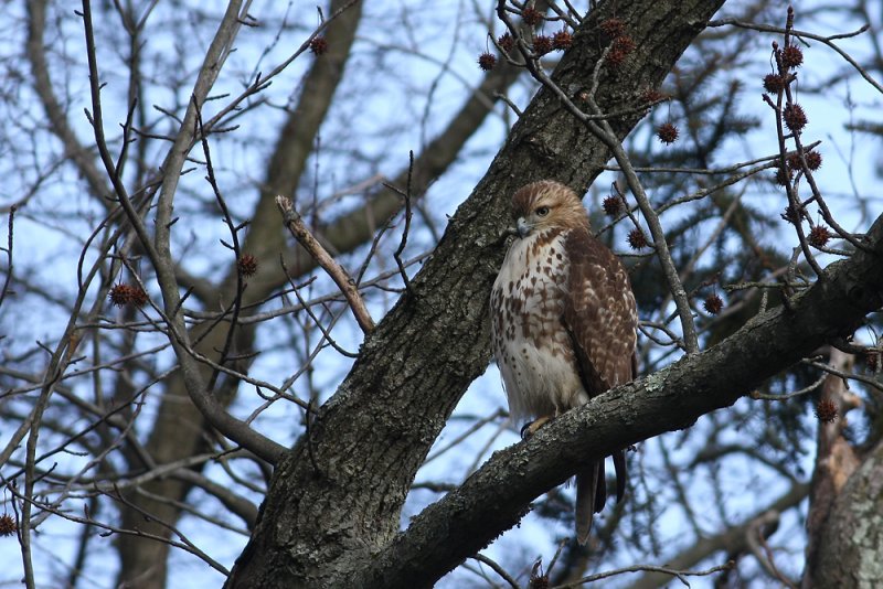 Red-tailed Hawk