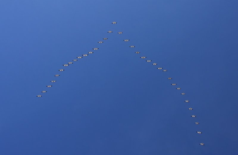 Snow Geese