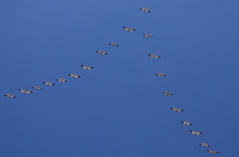 Snow Geese