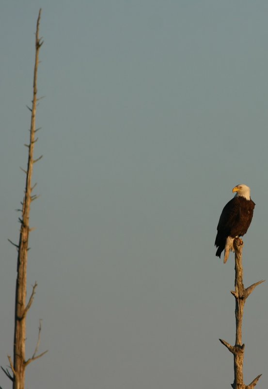Bald Eagle