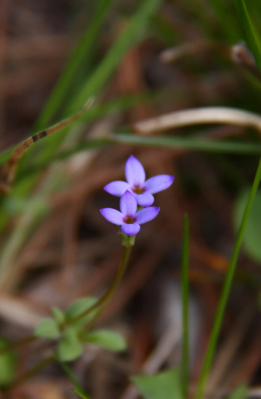 Hedyotis pusilla- Tiny Bluets