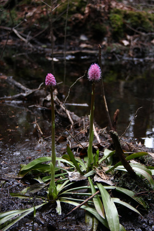 Helonias bullata- Swamp Pink
