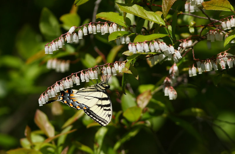 Tiger Swallowtail on Fetterbush