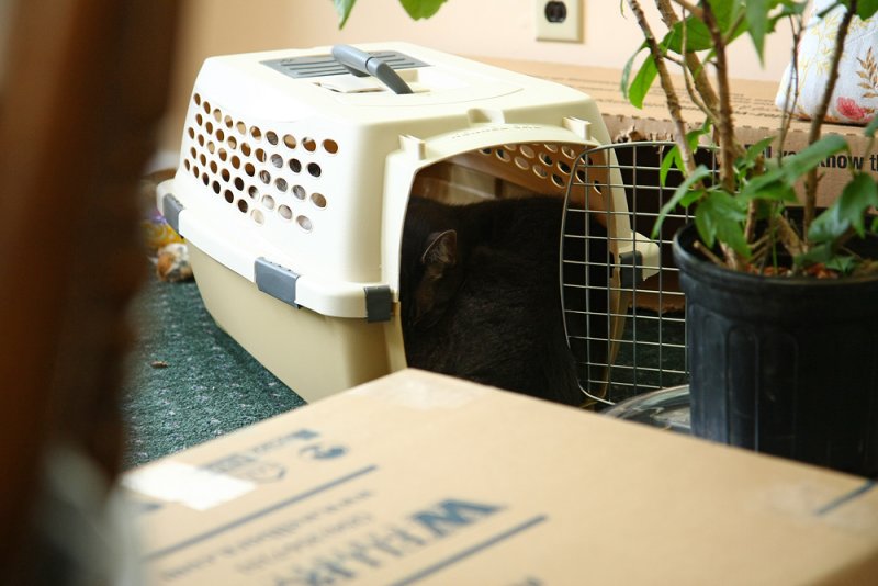 Smokey in cat carrier