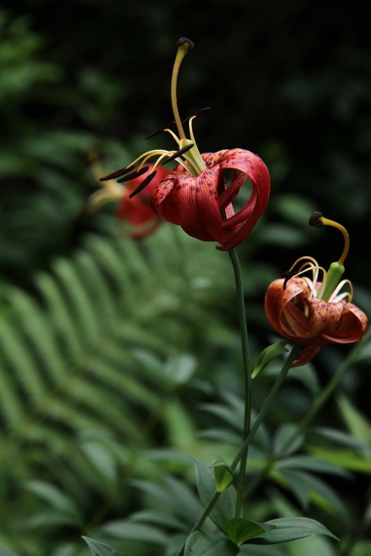 Lilium superbum-  Turks Cap Lily