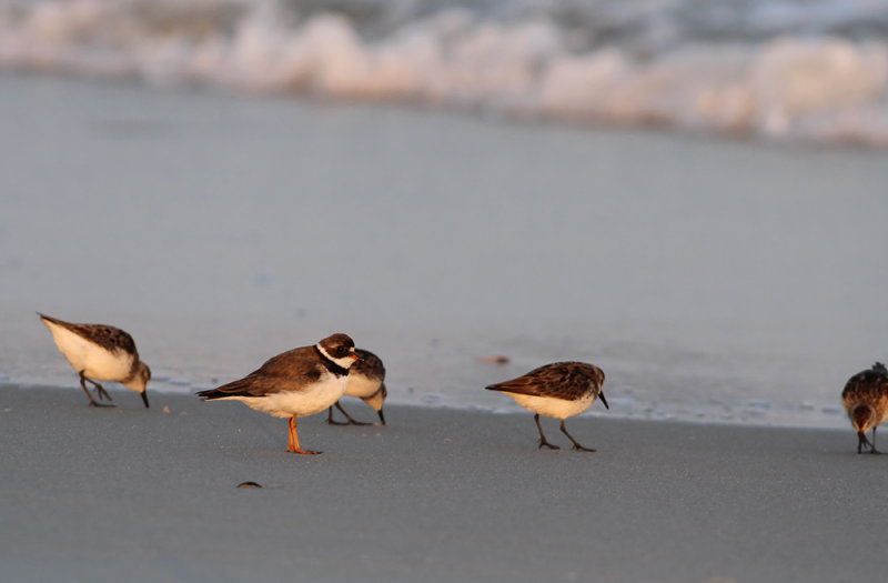 Semipalmated Plover and friends