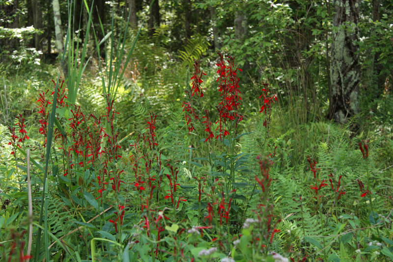 Lobelia cardinalis- Cardinal Flower
