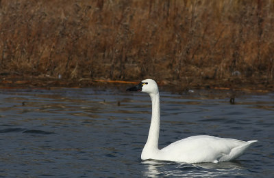 Adult Tundra Swan