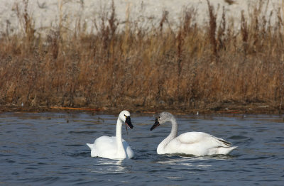 Adult and young Tundra Swan