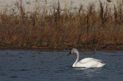 Young Tundra Swan
