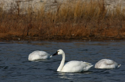 Adult and young Tundra Swans