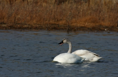 Young Tundra Swan