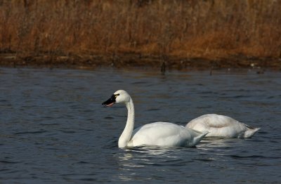 Adult and young Tundra Swan
