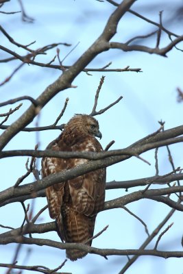 Red-tailed Hawk (young bird)