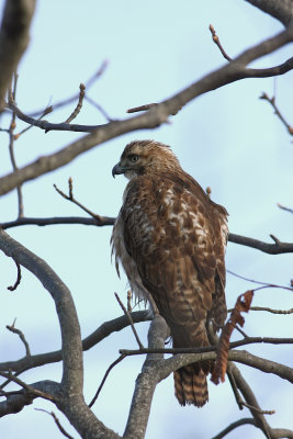 Red-tailed Hawk (young bird)