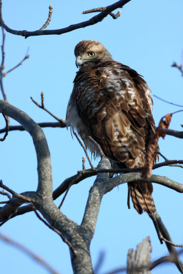 Red-tailed Hawk (young bird)