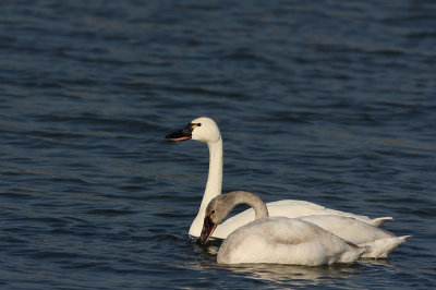 Adult and young Tundra Swan