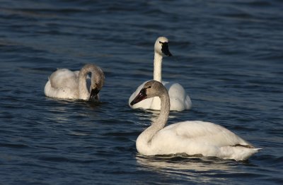 Young and adult Tundra Swans