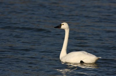 Adult Tundra Swan