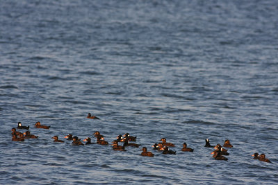 Surf and Black Scoters