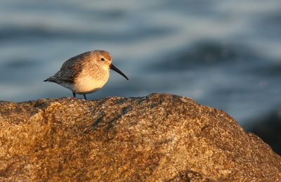 Dunlin