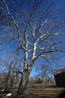 American Sycamore (Platanus occidentalis)