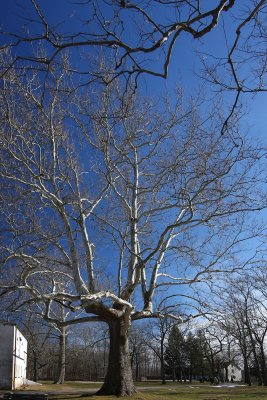 American Sycamore (Platanus occidentalis)