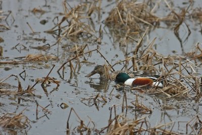 Northern Shovelers