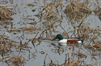 Northern Shovelers