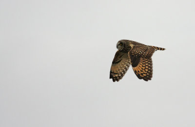 Short-eared Owl