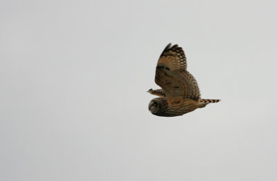 Short-eared Owl