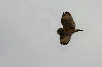 Short-eared Owl