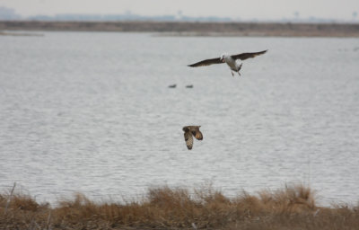 Short-eared Owl