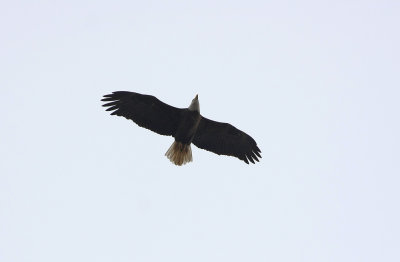 Bald Eagle (adult)