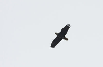 Bald Eagle (adult)