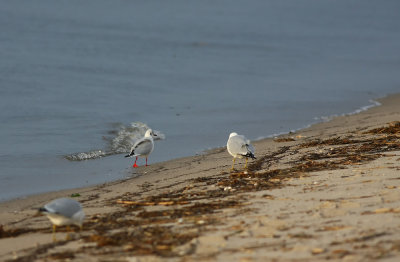 Black-headed Gull