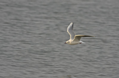Black-headed Gull