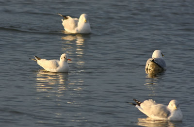 Black-headed Gull