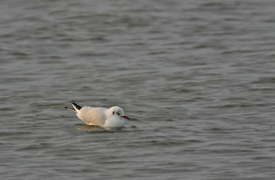 Black-headed Gull