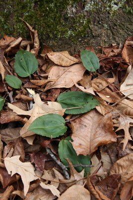 Cranefly Orchid (Tipularia discolor)