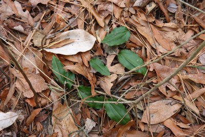 Cranefly Orchid (Tipularia discolor)