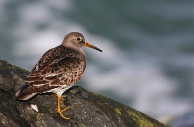 Purple Sandpiper