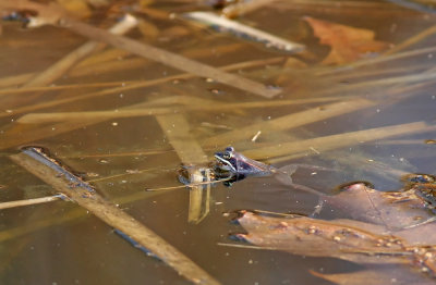 Wood Frog