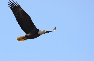 Bald Eagle (adult)