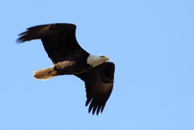 Bald Eagle (adult)