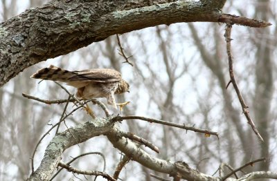 Cooper's Hawk