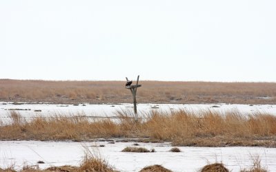 Bald Eagle pair