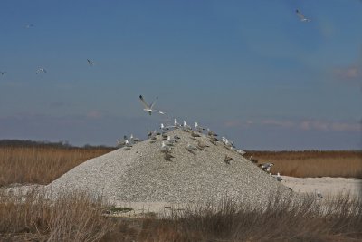 Gulls at Bivalve